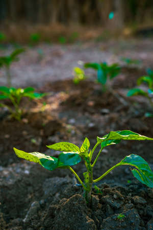 Growing little plants in the garden. Vegetable production background photo. farming or agriculture...