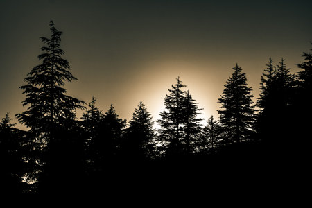 Silhouette of pine trees in monochrome view. Dramatic nature background. Sunset or sunrise background.の写真素材