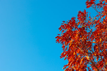Red maple leaves on the branch isolated on blue sky background with copy space in the autumn or...
