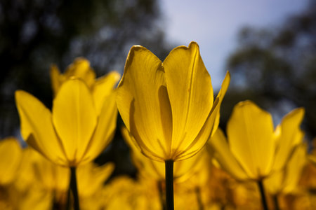 Yellow tulips in focus. Spring flower concept. Tulip wallpaper or printable canvas photo.の写真素材