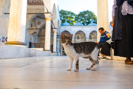 A stray cat in the courtyard of a mosque and Turkish people. Stray cats of Istanbul background photo. Istanbul Turkey - 9.9.2022のeditorial素材
