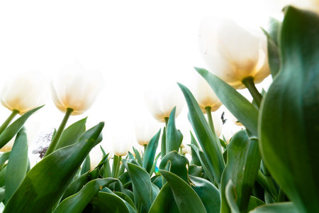 White tulips printable photo. Spring flowers background. Tulip concept.の写真素材