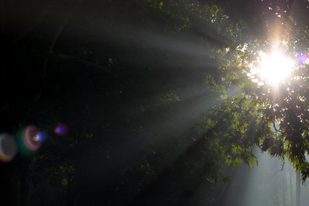 Sunrays through the leaves. Nature background photo. Overexposed effect included.