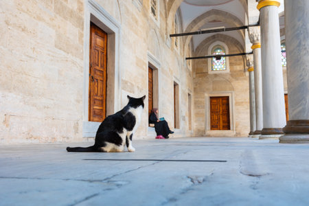 Stray cat in a mosque. Turkish culture background photo. Stray cats of Istanbul background photo.の写真素材