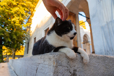Woman petting a stray cat in the garden of a mosque in Istanbul. Turkish culture background photo.の写真素材