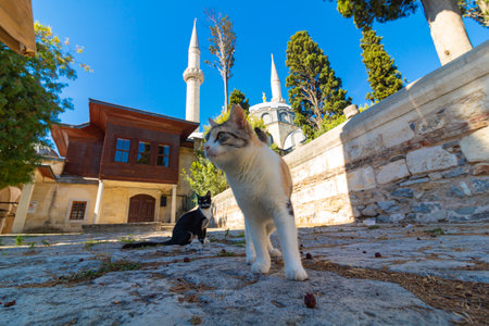 Stray cats and Atik Valide Mosque in Uskudar Istanbul. Turkish culture background photo.の写真素材