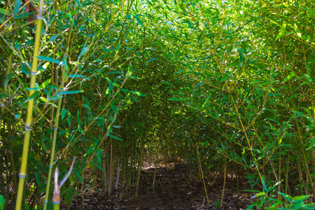 Little bamboo trees in a park from ground view. Landscape architecture concept photo.の写真素材