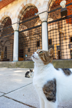 Stray cat in the garden of a mosque in Istanbul. Turkish culture background photo. Stray cats of Istanbul.の写真素材