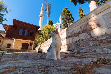 Stray cat sitting in the garden of a mosque in Istanbul. Turkish culture background photo. Stray cats of Istanbul.の写真素材