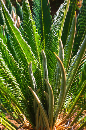 Cycas revoluta or Sago cycad or sago palm plant background vertical photo. Decorative plants for...