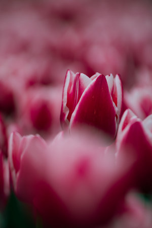 Pink tulip in focus. Vertical spring flowers photo. Tulip canvas print or printable photo.の写真素材