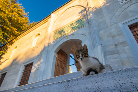 Stray cats of Istanbul. Stray cat sitting on the stairs of a mosque. Turkish culture. Istanbul Turkey - 9.8.2022のeditorial素材