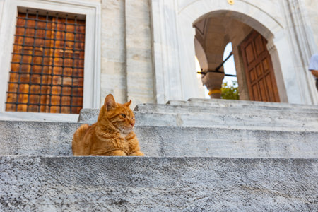 Stray animals of Istanbul background photo. A cat sitting on the stairs of a mosque.の写真素材