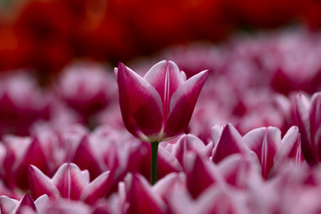 Pink tulip in focus. Spring blossom or spring flowers background photo. Tulip canvas print or printable photo.の写真素材