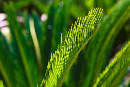 Sago Palm leaves in focus. Cycas Revolute or Japenese Cycad. Decorative plants.