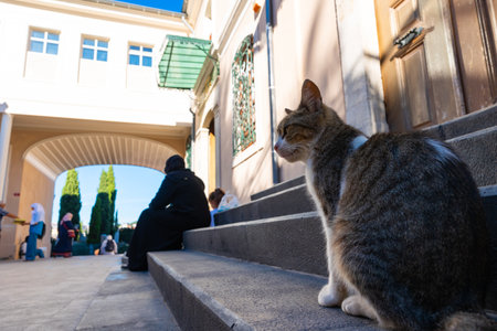 Turkish people and stray cats. A stray cat sitting in the garden of a mosque in Istanbul. Istanbul Turkey - 9.9.2022のeditorial素材
