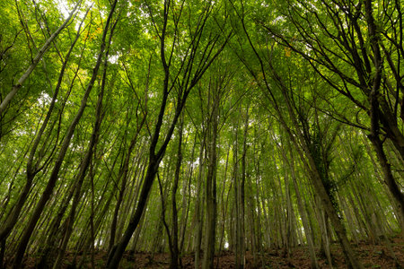 Forest view. Lush forest from inside. Carbon neutral concept. Earth Day or World Environment Day...
