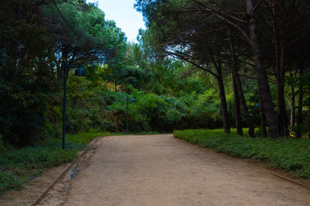 Hiking or jogging trail in the forest. Healthy lifestyle concept photo. Ataturk city forest in...