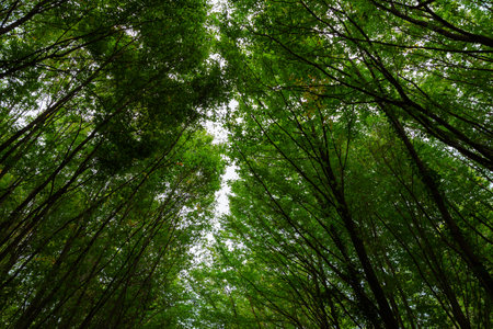 Lush forest in wide angle view. Carbon net zero concept photo. Carbon neutrality background.の写真素材