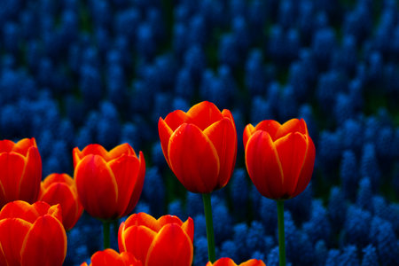 Orange tulips and hyacinths on the background. Spring blossom concept photo. Tulips and hyacinths in...