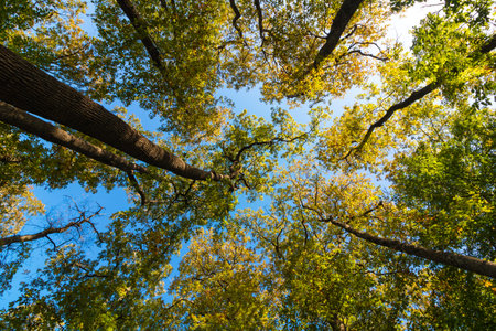 Wide angle view of tall trees from below. Nature or carbon net zero concept photo. Earth Day...