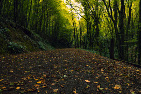 Walking path or trail in the forest from ground level in the autumn. Polonezkoy Nature Park in Istanbul.の写真素材