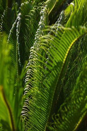 Cycas Revoluta or Sago Palm leaves in focus in full frame view. Plants for decoration or parks concept photo.の写真素材