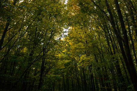 Lush forest with trall trees in the autumn. Moody or dark forest concept.の写真素材