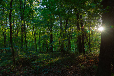 Lush Forest view with sunlight at sunset. Carbon neutrality or carbon net zero concept. Earth Day...