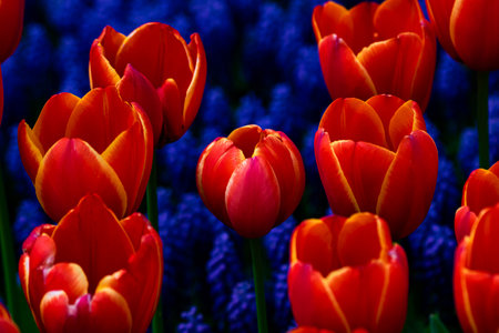 Orange tulips and hyacinths. Spring flowers background photo. Spring blossom or bloom.