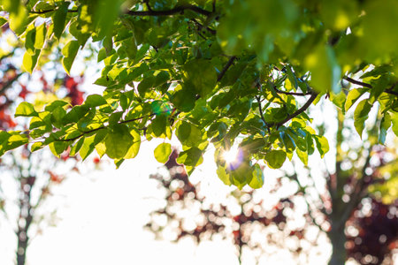 Leaves in focus with sunlight. Earth Day concept photo. Carbon neutrality or carbon net zero concept...