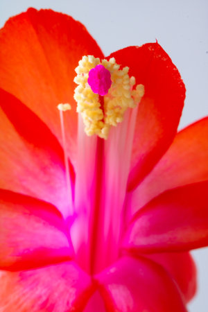 schlumbergera bridgesii or christmas cactus. Filament and stamen of flower in vertical view.の写真素材