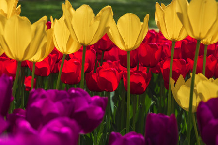Yellow, purple and red tulips in a park in full frame view. Spring blossom background photo.の写真素材