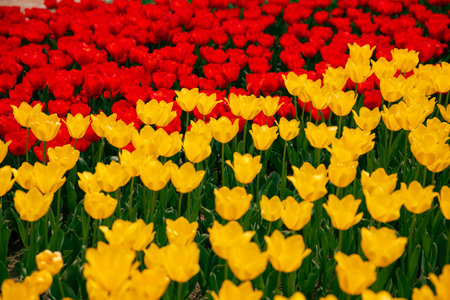 Yellow and red tulips in full frame view. Spring blossom background photo. April flowers.の写真素材