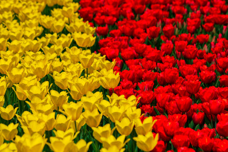 Red and yellow tulips. Spring flowers background photo. Landscape architecture concept photo.の写真素材