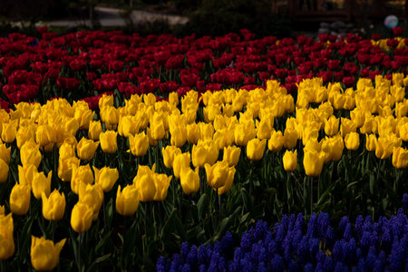 Yellow tulips. Spring blossom background photo. Landscape architecture in a park.の写真素材