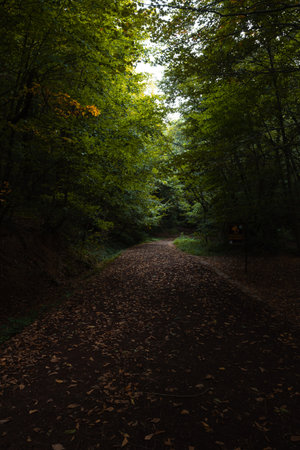 Moody forest view. Path in the forest in the fall. Mysterious trail in a park.の写真素材