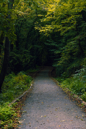 Path in the forest going to the darkness. Scary or moody forest view vertical photo.の写真素材