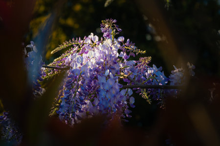 Wisteria sinensis flowers in the spring in focus.. Spring flowers background photoの写真素材
