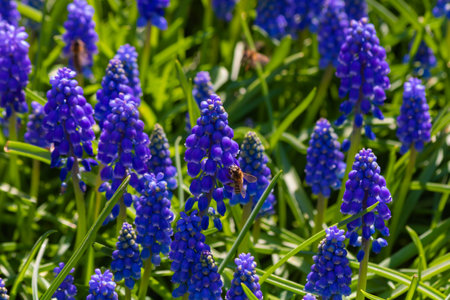 Bees and grape hyacinths. Springtime background photo. Biodiversity concept photo.の写真素材