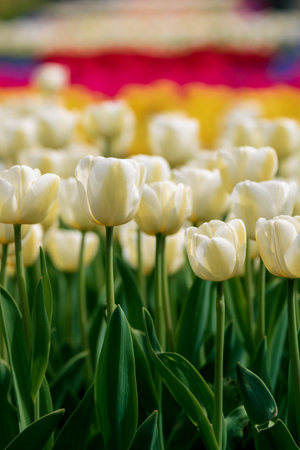 White tulips in focus in vertical view. April flowers or spring blossom background photo.の写真素材