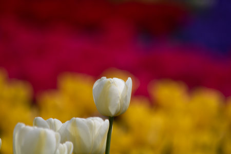 White tulip in focus on red and yellow tulips background. Spring flowers concept photo.の写真素材