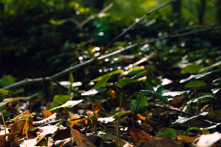 little plants and sunlight. Biodiversity concept photo. Carbon net zero or carbon neutral background photo.の写真素材