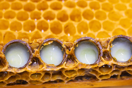 Royal jelly production background photo. Opened queen cells full with royal jelly. Alternative...