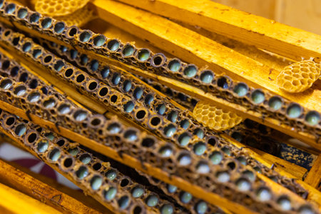 Opened queen cells full with royal jellies. Royal jelly production background photo.