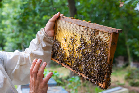 Beekeeper holds a honeycomb frame full with bees in an apiary in the forest. Apiculture or honey...