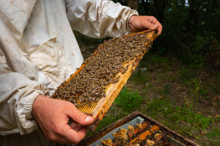 A honeycomb frame on the beekeeper's hands. Apiculture or honey production background photo.
