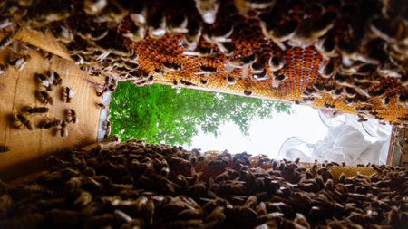 Apiculture or honey production background photo. Inside of a beehive and beekeepers on the...