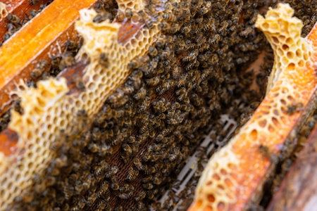 Apiculture background photo. Inside of a beehive with bees on the honeycombs in focus. Bee colony.