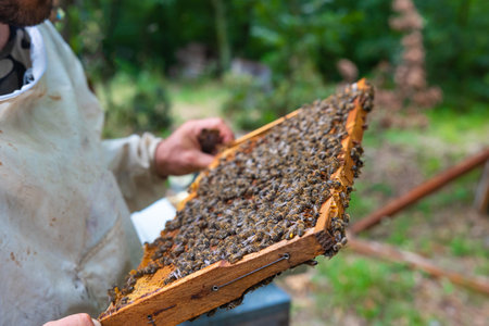Beekeeper holding a frame of honeycomb in the apiary. Beekeeping background photo.